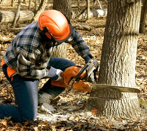Tree Removal in Mammoth Spring, AR